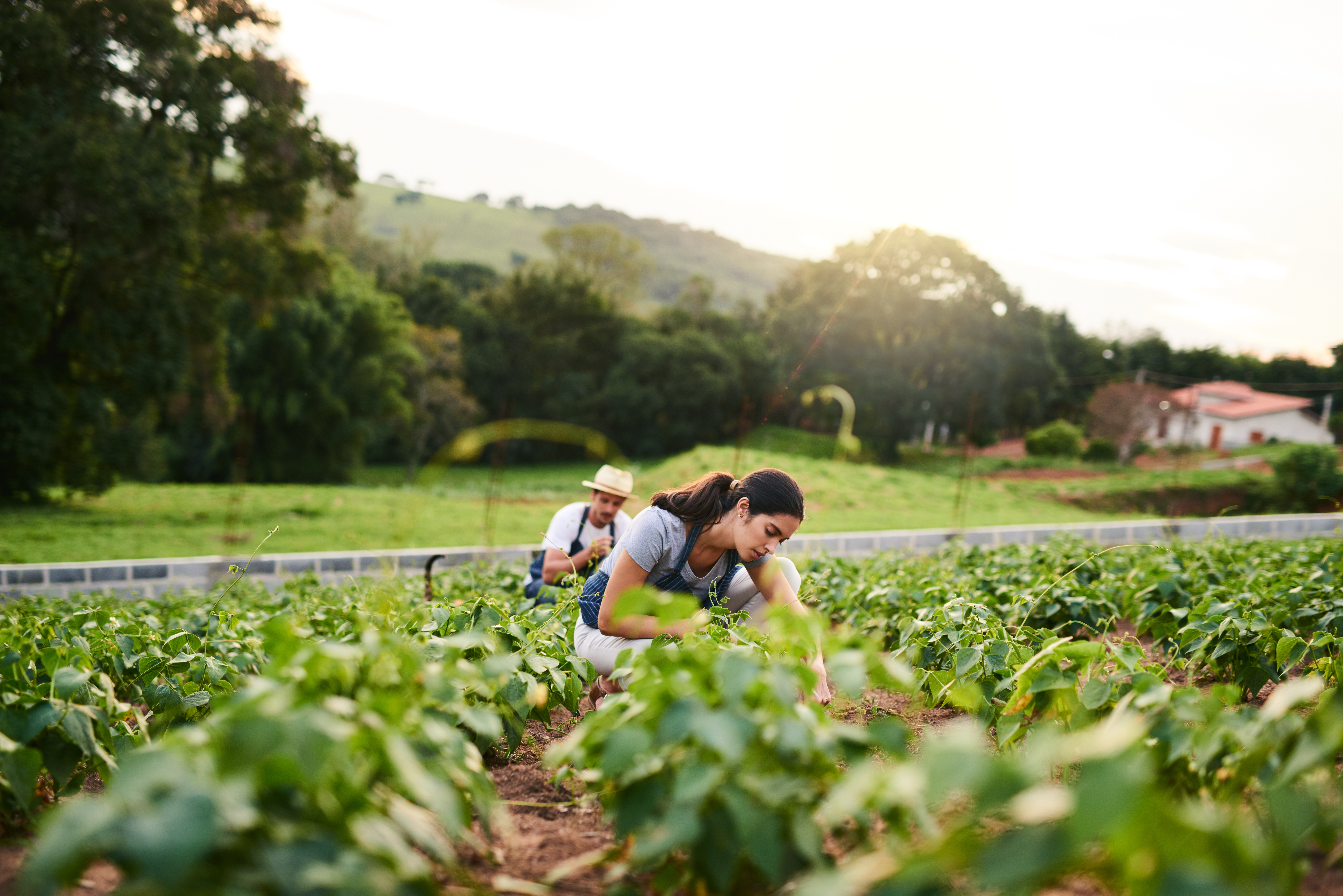 woman harvesting in field